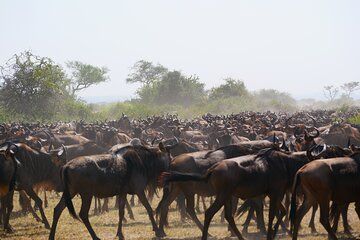 5 Days Great Migration Wonders Mid Luxury Safari Experience