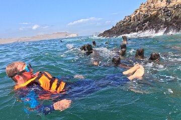 Swim with sea lions in tourist boat Palomino Islands LIMA