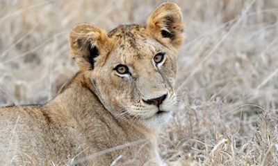 2-Day Selous Safari from Zanzibar