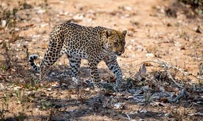 2-Day Nyerere Safari from Dar es Salaam