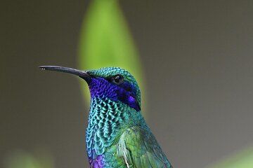 Antigua Cloud Forest Tour