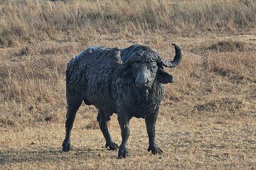 Safari 3days From Zanzibar To Mikumi National Park by ferry