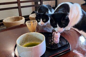 Ethical Rescue Cat Retreat and Matcha Whisking in Kyoto