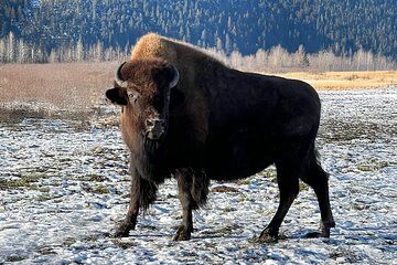 Up to 10 Person Whittier to Anchorage Transport & Wildlife Center