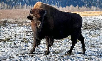 Whittier to Anchorage Transport & Wildlife Center Up to 10 Person
