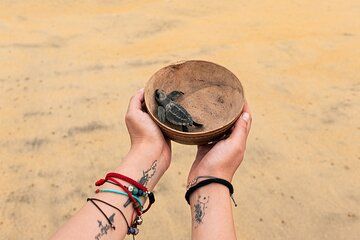 Releasing Turtles During the Sunset