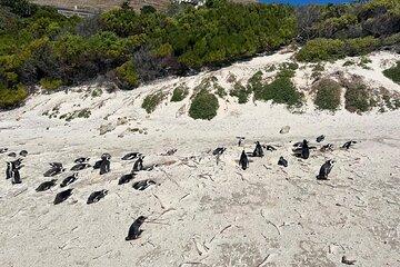 Cape of Good Hope Full-Day Tour: Boulders Beach Penguin Colony