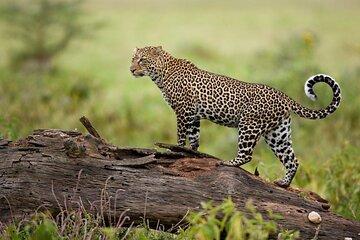 Masai Mara Safari Private 3 Day Wildlife Experience