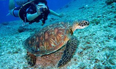 Mirissa Snorkeling Experience with Turtles