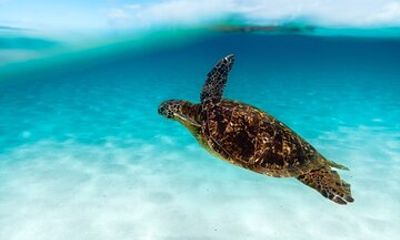 3 islands Lux Paradise Tour Snorkel Pigs Turtles and lunch 4hrs