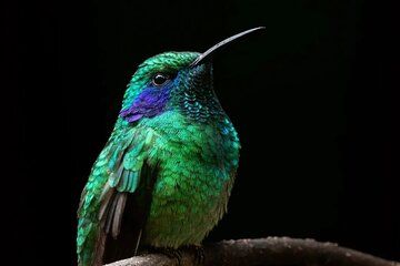 Hummingbird Tour in Monteverde