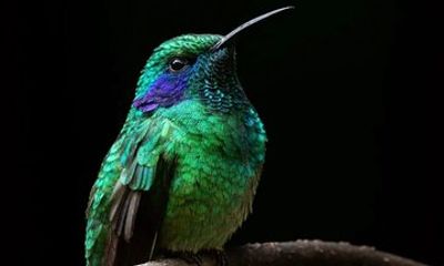 Hummingbird Tour in Monteverde