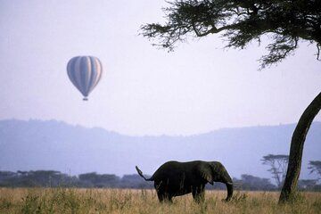 Serengeti Safari Adventure to Witness the Great Migration