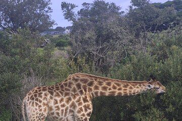 Port Elizabeth. Kragga Kamma game park tour