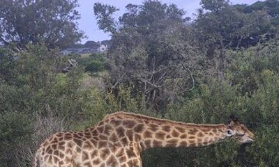 Port Elizabeth. Kragga Kamma game park tour