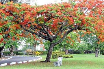 Ultimate Dominica Escape Tour Nature Waterfalls and Spa