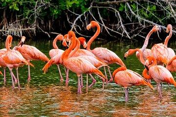 National Aviary Private Tour with Bird Show