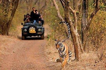 Delhi: Same Day Sariska National Park Tour with Tiger Safari