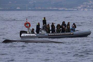 Terceira Island: Whale Watching + Swimming with Dolphins