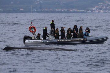 Terceira Island: Whale Watching + Swimming with Dolphins