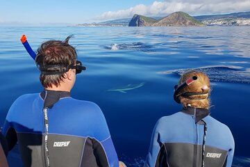 Terceira Island: Swimming with Dolphins + Snorkeling