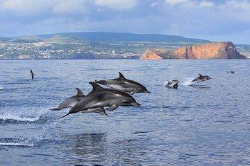 Terceira: Whale Watching + Swimming w/ Dolphins + Ilhéus Cabras