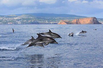 Terceira: Whale Watching + Swimming w/ Dolphins + Ilhéus Cabras