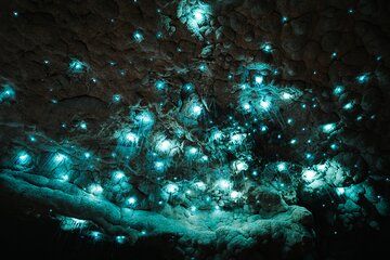 Milkyway Glowworm Cave Tour from Auckland Port
