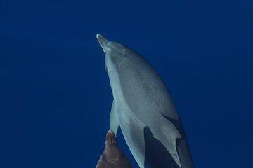 Private: Whale Watching + Ilhéus das Cabras + Snorkeling