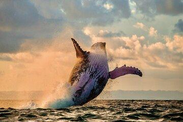 Whale Watching and Sunset Cruise
