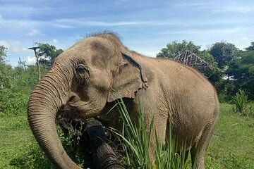 Safari Tour Elephant Sanctuary, Sticky Waterfall, Bamboo Rafting
