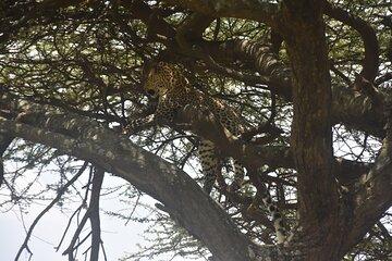 Two Days of Adventure Ngorongoro and Materuni Cultural Immersion