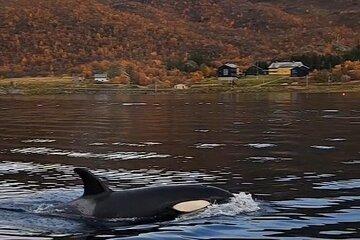 4 Nights Whale Watching Camp in Altafjord