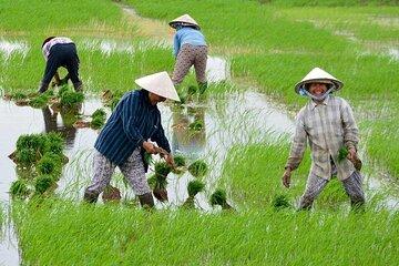 Hoi An Heritage Cycling Tour Local Crafts, Noodles & Woodcraft
