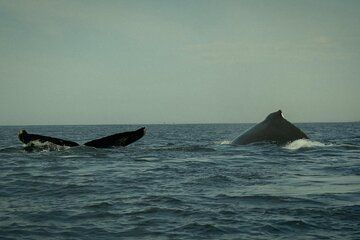 Whale Watching and Marine Life Tour with Snorkeling