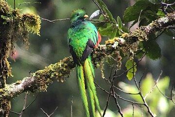 Curicancha Monteverde Nature Walk