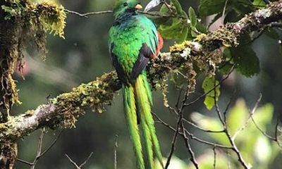 Curicancha Monteverde Nature Walk