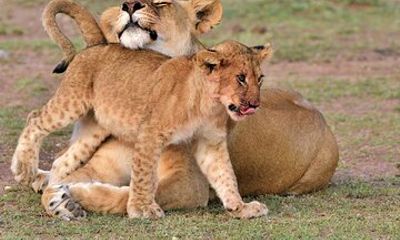 3 Day Tanzania Safari Tarangire Ngorongoro and Lake Manyara