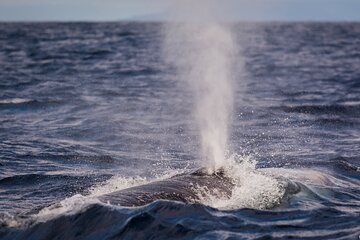 Terceira Island: Whale Watching + Ilhéus das Cabras