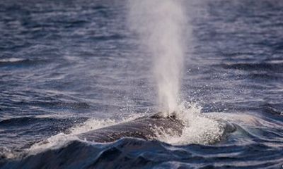 Terceira Island | Private: Whale Watching + Ilhéus das Cabras