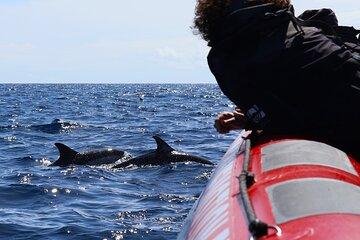 Private: Whale Watching + Swimming w/ Dolphins + Ilhéus Cabras