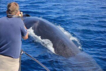 Terceira | Private: Whale Watching + Swimming with Dolphins