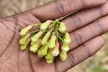 Zanzibar Spices Farms and Stone Town Tours by Night All inclusive