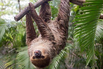 La Fortuna Sloth Experience