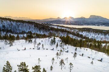 Arctic Adventure Dogsledding and Reindeer Feeding Experience