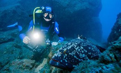 Private Scorpio Madeira Dive Experience in Ponta de São Lourenço