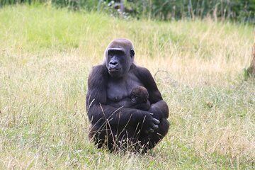 3 Day Gorilla Trekking Safari Bwindi Impenetrable National Park