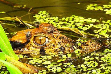 Iquitos 3 Day Full Expeditions Trip