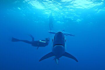 San Diego Blue Shark Diving Adventure