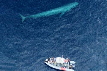 Private Whale Watching in San Diego on a Premium Zodiac